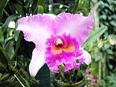 蘭の花のアップ
